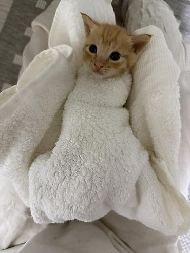 Котенок 2 мес рыжий мальчик 
Отдает в хорошие руки