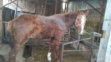 собака немецкая овчарка купить: Продаю | Жеребец | Дончак | Рабочий — 1