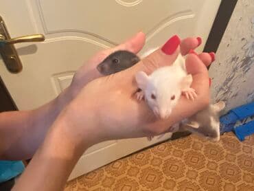 ручные крысы: Ручные крысята,дамбо — 4