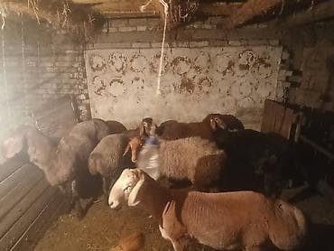 продажа щенков немецкой овчарки с документами в бишкеке: Продаю | Овца (самка) | Эдильбаевская | На забой | Матка — 2