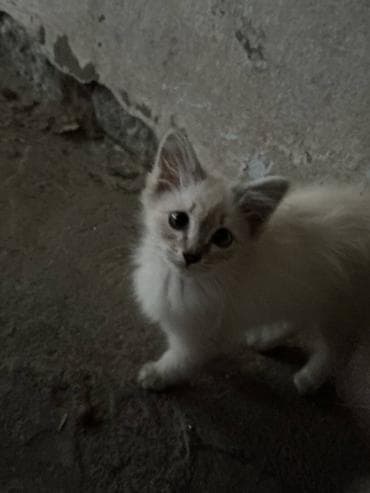 ангорские котята: Возьмите кошку - котят в добрые руки! Котятки с голубыми глазами и — 6
