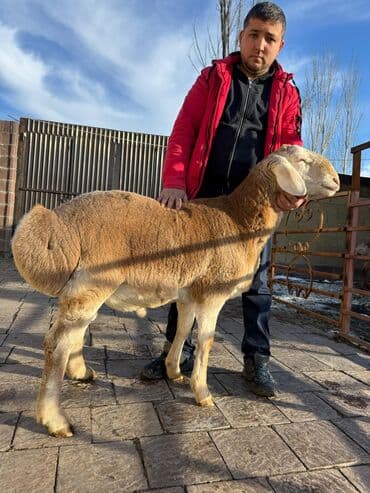 богоз уй: Продаю | Баран (самец) | Арашан | Для разведения | Племенные — 1