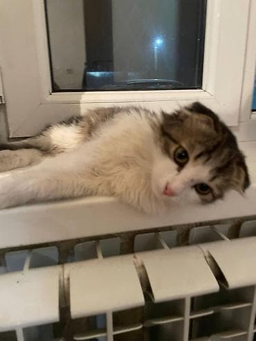 шотландка кошка: Котёнок с редкими загнутыми ушками (тип “курильский/американский — 5