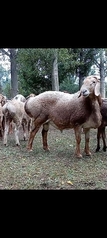 Арашан Кочкор 2 года.рост 92.уши 21. линия Ушастика Мадан
