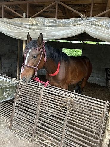 я ищу лошадь: Продаю | Конь (самец), Жеребец | Для разведения, Конный спорт | Осеменитель — 2