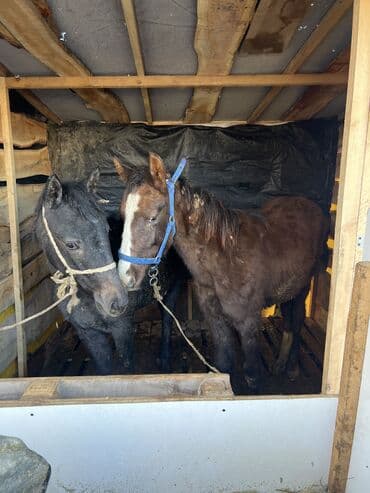 Продаю | Жеребенок