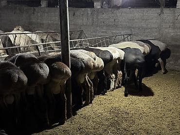 живой вес: Продаю | Баран (самец) | Гиссарская | На забой, Для разведения — 8