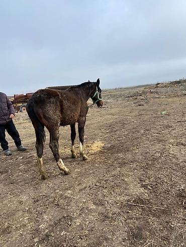 кара балта уй сатылат: Сатам | Тай | Аргын — 6