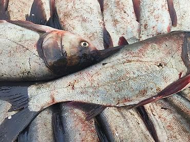 Свежая речная рыба — толстолобик (Hypophthalmichthys). - Цельная