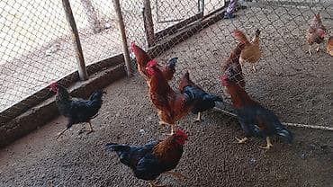 петухи брама: Продаю | Куры | Домашняя | Для разведения — 2