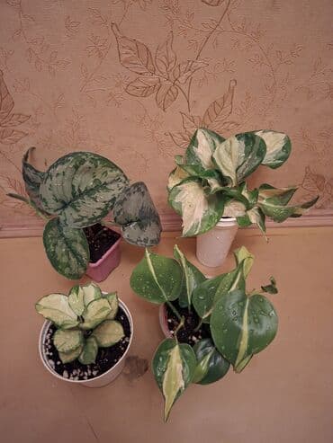 купить большие комнатные растения: Коллекция комнатных растений с декоративной листвой (в горшках) — 41