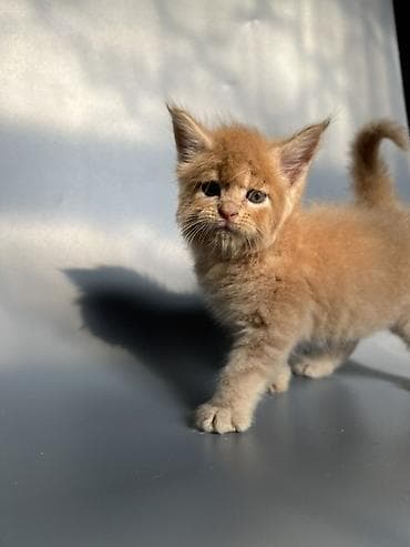 кошка британская: Предлагаются к продаже шикарные котята мейн-кун от породных — 7