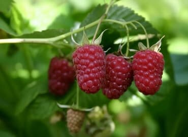 купить семена озимого ячменя: Саженцы малины сорта Таганка. - Крупноплодный, высокоурожайный сорт — 1