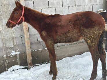 Жылкылар, аттар: Сатам | Байтал | Жумушка — 7