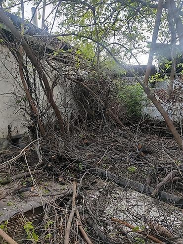 Продаю дрова длядома и печки. много. отдам за 10 000с или Портер