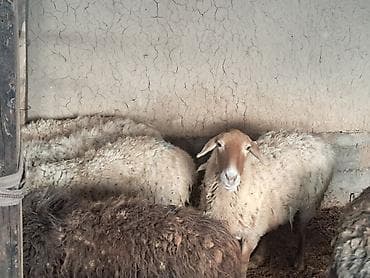 А/ч жаныбарлары үчүн тоюттар: Сатам | Ургаачы кой (ургаачы) | Көбөйтүү үчүн | Ургаачы — 4