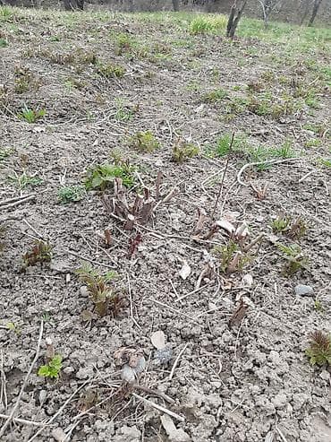 газ аа: Полка сорту - Сортовая малина, кустовая посадка. На фото — мощные — 3