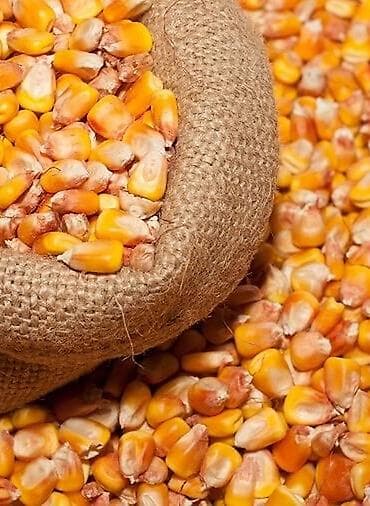 меняю на кур: Куплю кукурузу на постоянной основе. Объем 20тон и выше. Обязательно с — 1