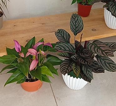 plant: Комнатные растения в горшках — для дома и офиса В ассортименте: - — 1