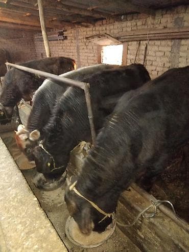 травяные гранулы: Продаю | Бык (самец) | Полукровка | На откорм — 6