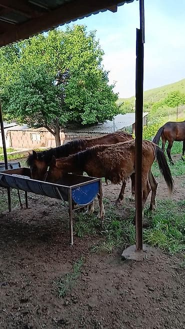 домашний кролик: Продаю | Жеребенок | Для разведения, Рабочий | Племенные — 2