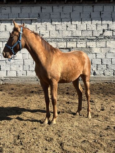 Продаю | Кобыла (самка), Конь (самец), Жеребец | Дончак | Рабочий