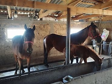 купить салому: Продаю | Кобыла (самка) | Для разведения | Племенные — 4