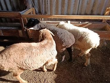 бирка для животных: Продаю | Ягненок | На забой — 6