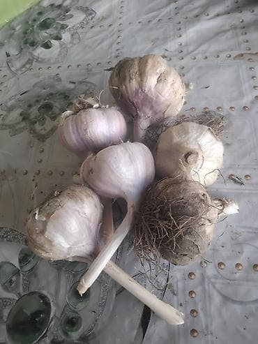 мясо нутрии купить: Чеснок Оптом, Самовывоз — 1
