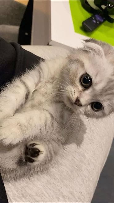 Шотландский вислоухий котёнок, серебристый шиншилла (окрас silver