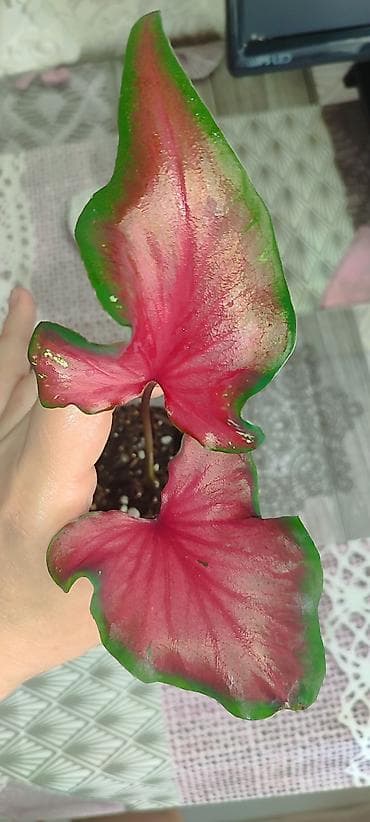 сколько стоит бегония: Каладиум !!!😁🌷 шикарные адаптированные цены разные в зависимости от — 5