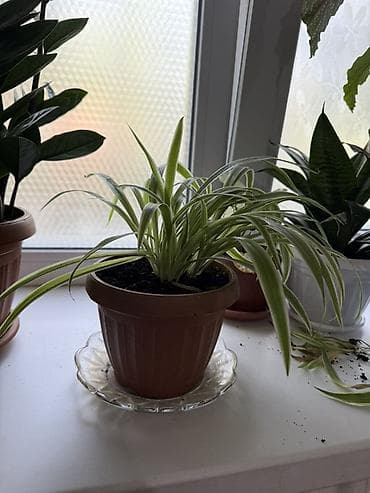 хлорофитума: Хлорофитум (Chlorophytum comosum) в горшке. - Сорта с зелёными — 4