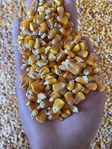 дом попугая: Продаю рушенную кукурузу — 2