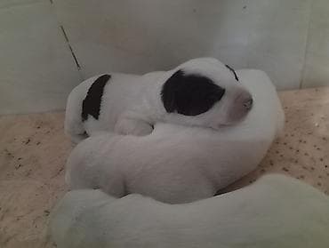 Продажа собак: Алабай, 1 месяц, Самец — 4