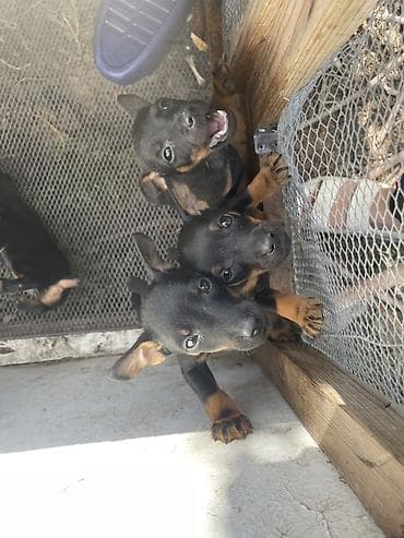 машинка для животных: Продаётся щенок норного ягдтерьера 🐶 Здоровый, активный, игривый — 1