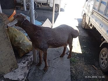 кремация животных бишкек: Продаю | Баран (самец) | Гиссарская | Для разведения — 1