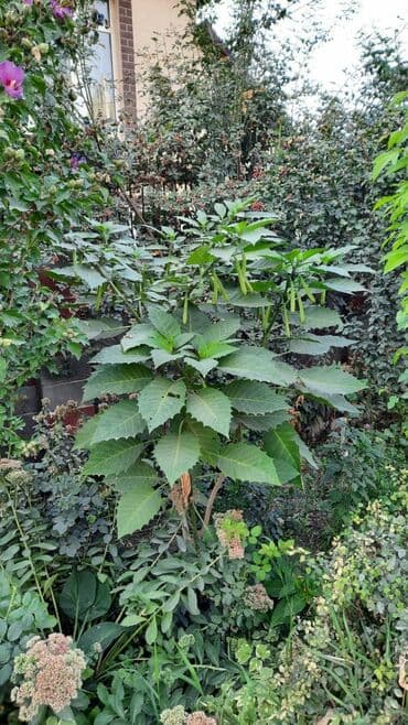 сколько стоят гипсофилы: Продаю два трёхлетних дерева бругмансии,цена за одно растение — 1