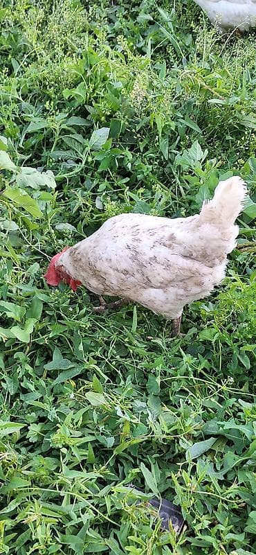 для сельского: Продаю | Куры | Леггорн | Несушки — 4