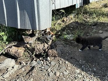 сөөл жан: У КОГО ЕСТЬ ВОЗМОЖНОСТЬ, заберите троих котят пожалуйста. они живут на — 6