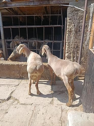 Продаю | Баран (самец) | Арашан | Для разведения | Племенные