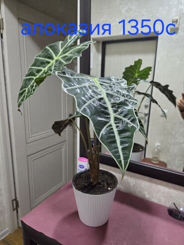 Композиция из суккулентов в кашпо - Растения: хавортия (несколько