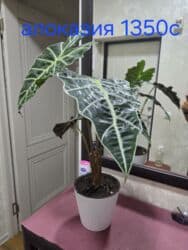 кастрюля большая: Спатифиллум (Spathiphyllum) в декоративном кашпо - Крупный, густой — 25