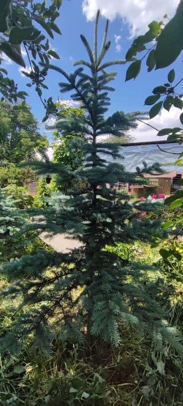 дерево орех купить: Саженцы деревьев: Ели, Самовывоз — 2
