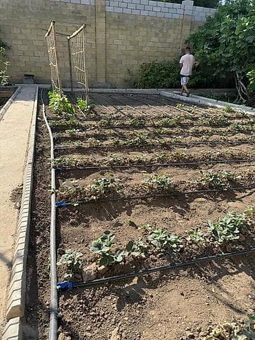 капелный полив: Капельное орошение “Tamchy Agro KG” — проектирование и установка — 2