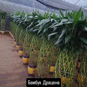нолина: Комнатные и декоративные растения в горшках. На фото представлены — 7