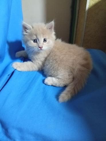 пес: Кошка даром: Сибирская, 1 месяц, Мальчик, Приучена к лотку, Проглистована — 1