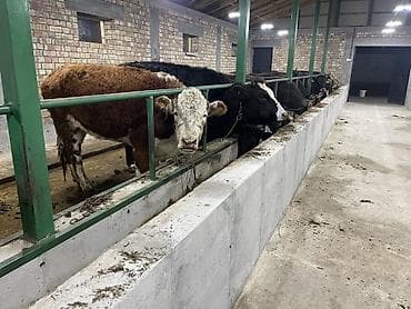 Зоотовары: Продаю | Тёлка | Герефорд | На откорм, На забой, Для разведения | Отела не было, Привязанные — 4