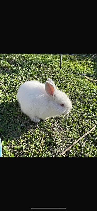 кукуруза ош: Продаем новозеландских кроликов имеются маленькие крольчата и 2 — 3