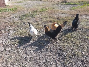 продам домик для кошки: Продаю | Куры | Для разведения — 2