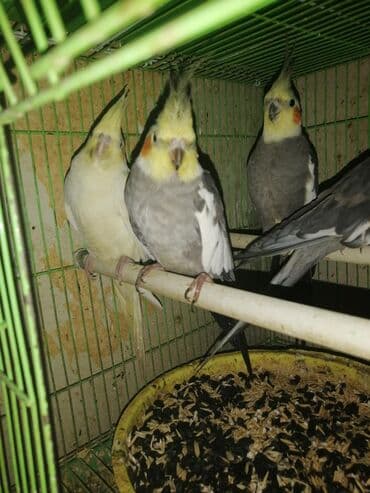 необычные животные: Попугаи кареллы хорошо разговаривают и приручаются к рукам — 6